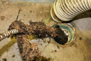 Roots Affect Your Sewer Lines